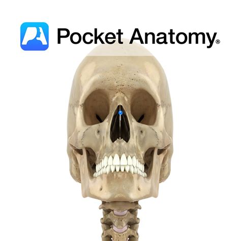 Ethmoid bone - perpendicular plate - Pocket Anatomy