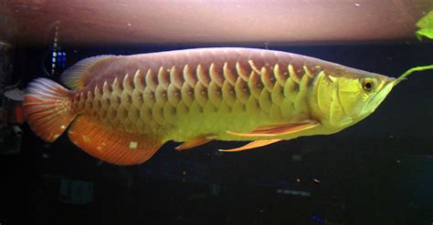 Meet The World’s Most Expensive Pet Fish That’s Worth Up To $300,000