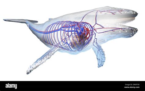 Whale anatomy, illustration Stock Photo - Alamy