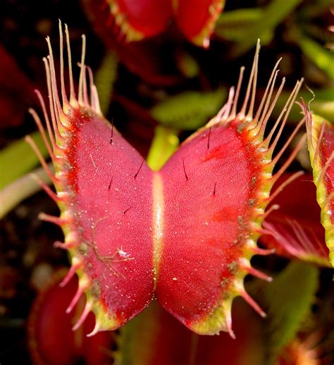 Venus flytrap - Wikipedia