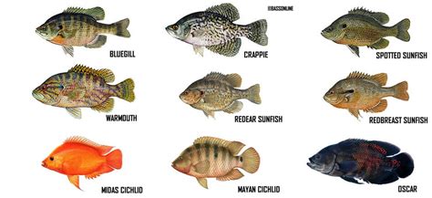 Discover the Diverse Freshwater Fish Species of Alabama: Identification and Vivid Imagery