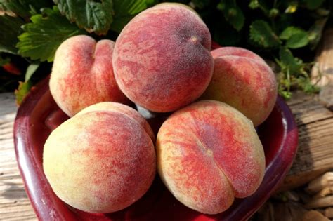 My 4 favorite peach varieties - Sara Bäckmo