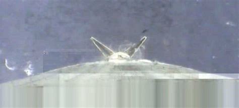 SpaceX Releases Video Of Falcon 9 Reusable Rocket Touchdown