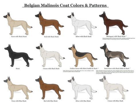 Belgian Malinois Coat Colors and Patterns by xLunastarx on DeviantArt | Belgian dog, Malinois ...