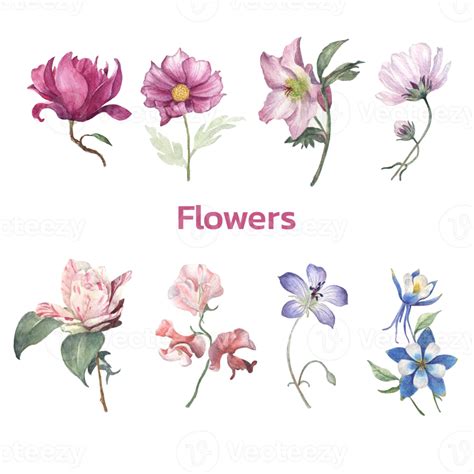 Different types of flower watercolor painting 21460601 PNG