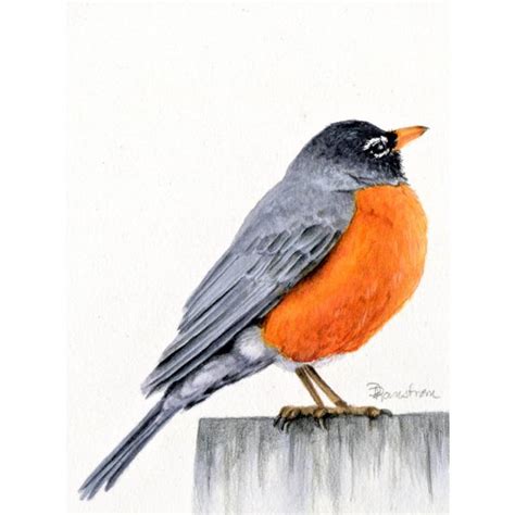 Robin Watercolor Painting - Diana Ranstrom Art