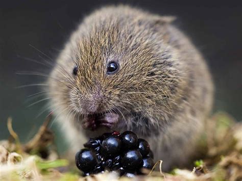 Field vole — Small Mammal Group