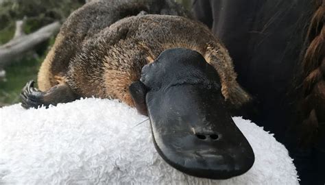 Platypuses just got weirder: turns out, they glow in the dark | Article ...