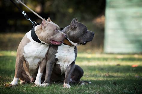 American Bully XL Blueline Mit Muskulöser Statur | ubicaciondepersonas.cdmx.gob.mx