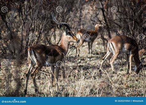 Brown Black-faced Impala in Its Natural Habitat Stock Photo - Image of graze, brown: 263531054