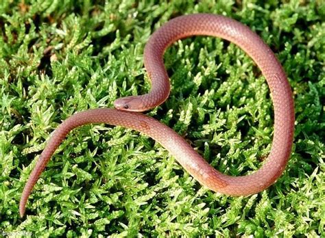 Eastern worm snake - Alchetron, The Free Social Encyclopedia