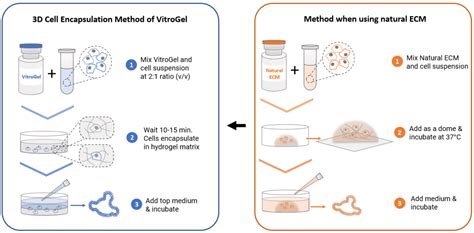 VitroGel ORGANOID 3D Cell Culture Protocol vs Matrigel | TheWell Bioscience