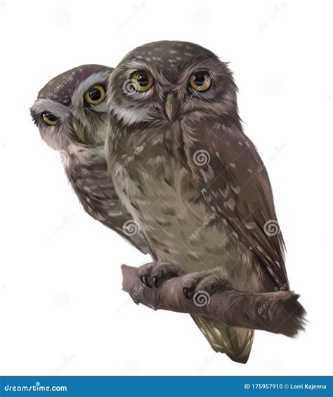 Two Owls Sit on a Branch. Watercolor Drawing Stock Illustration ...