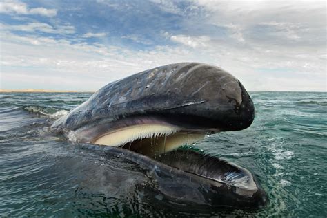 This Photographer Spent 23 Years Capturing Images of Whales and ...