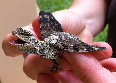 Draco volans, commonly known as the flying dragon, is a species of lizard endemic to Southeast ...