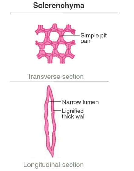 Draw a labelled diagram of the sclerenchyma cell.