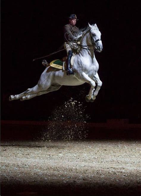 WOW! Der fliegende Österreicher Marcus Nowotny in a perfect capriole! | Horses, Horse breeds ...