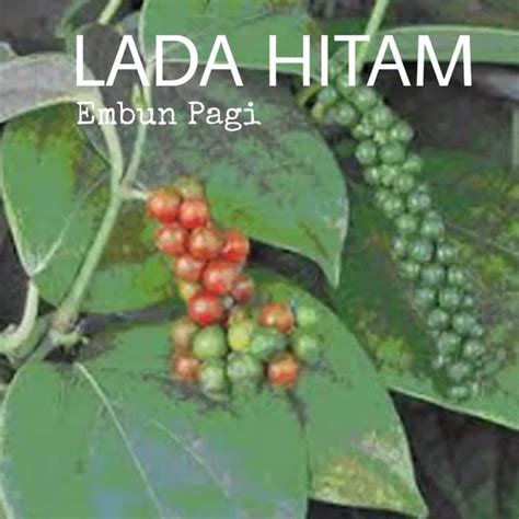 Bibit Pohon Merica Perdu Atau Lada Hitam | Lazada Indonesia