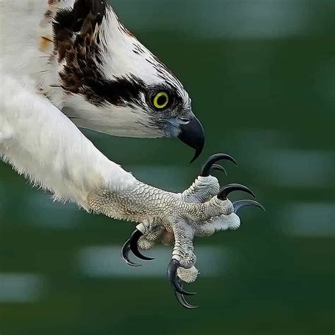 Photographer captures every moment of osprey's incredible dive for its prey