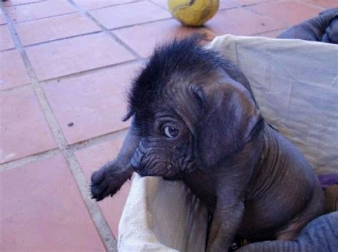 BEBÉ XOLOITZCUINTLE PERRO MEXICANO Animals And Pets, Baby Animals ...