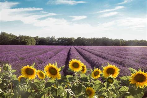 Best Lavender Fields of Provence, France - 2021 Guide!