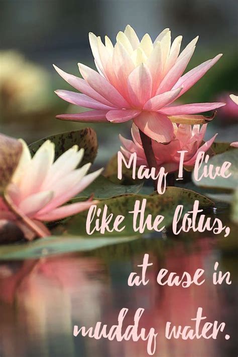 May I live like the lotus, at ease in muddy water. | Water flowers ...