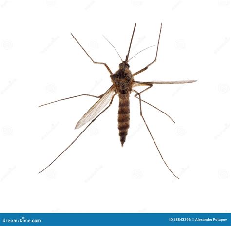 Small Brown Isolated Mosquito Stock Photo - Image: 58843296