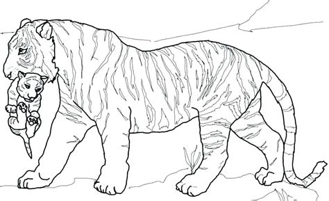 Tiger Cub Coloring Pages at GetDrawings | Free download