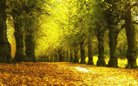 Autumn | Nature wallpaper, Nature, Tree wallpaper