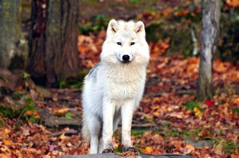 Imagen gratis: Blanco lobo, animal, depredador