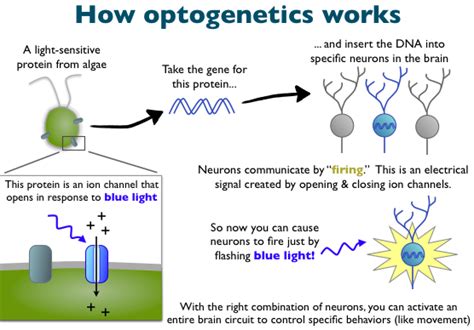 Optogenetics may enter brain therapy mainstream – ApplySci – Deep Tech ...