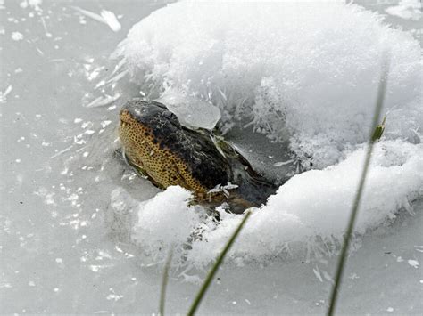 Texas cold leaves alligators 'frozen' underwater, but still alive. Here's how | NCPR News