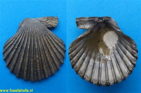 International Fossil Shell Museum - Foundation for the study of shells, fossil and recent