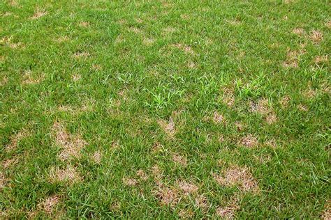 Fixing Brown Spots in Lawn | Tipos de suelo, Cesped, Despoblado