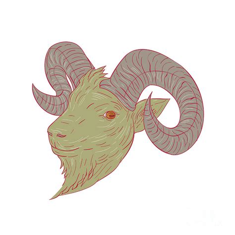 Mountain Goat Ram Head Drawing Digital Art by Aloysius Patrimonio - Fine Art America