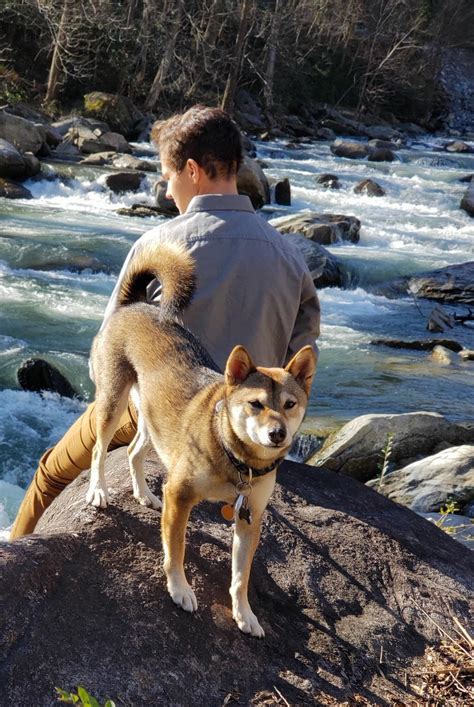 Shiba Inu Sesame color : r/shiba