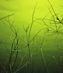 New Starry Stonewort Collaborative - MiCorps