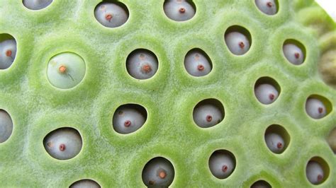 What Is Trypophobia And What Causes A Fear Of Holes Symptoms Treatment | The Best Porn Website