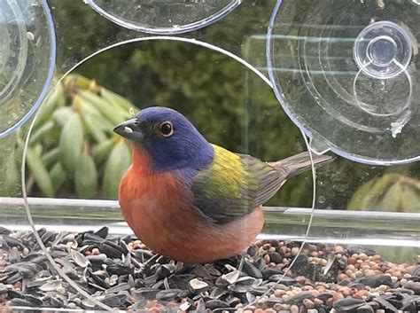 Buntings (6) - Big Year Birding