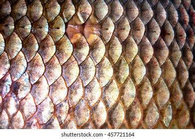 3,974 Fish Scales Close Up Texture Images, Stock Photos & Vectors | Shutterstock