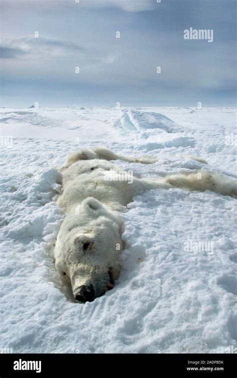 Dead polar bear (Ursus maritimus) . Polar bear lying dead in the high arctic, Canada. This male ...