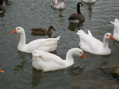 Free photo: Geese and ducks - Animals, Biology, Birds - Free Download - Jooinn