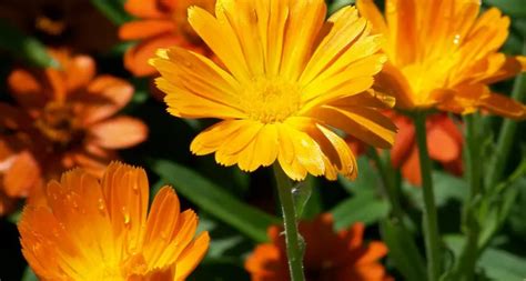 27 Types of Orange Flowers - ProFlowers Blog