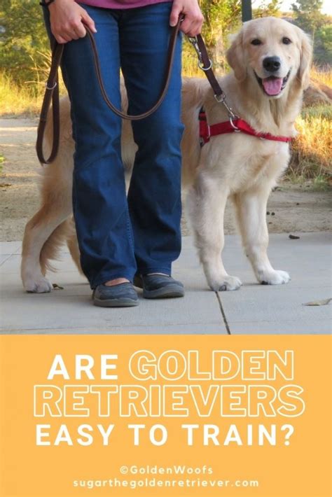 Are Golden Retrievers Easy To Train? - Golden Woofs