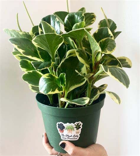 Peperomia Obtusifolia Care And Propagation Guide | The Home Tome