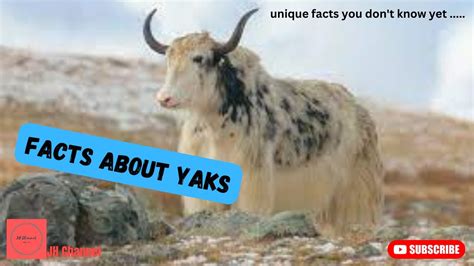 8 Interesting Facts About Yaks, Unique facts you don't know yet… - YouTube