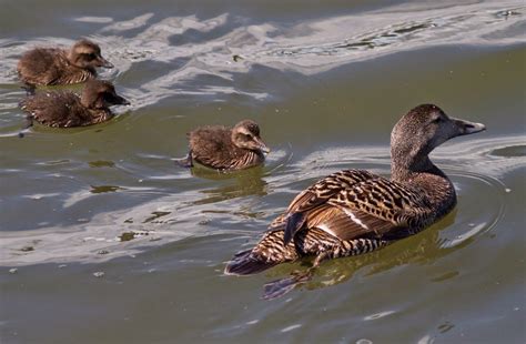 Lindisfarne National Nature Reserve: 20th July: Eider duckling update