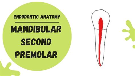 2nd Mandibular Premolar Root Canal Anatomy | Porn Sex Picture