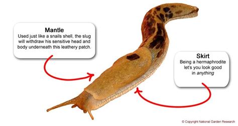 Slug anatomy, hover to hold | Snail without shell, Slugs, Anatomy