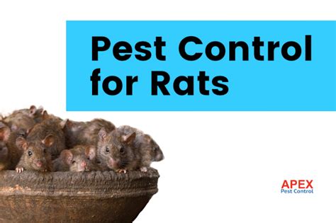 Pest Control for Rats Expert Advice and Cure for Rat Infestations